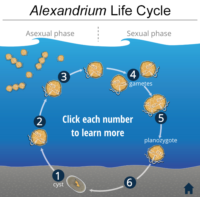 <em>Alexandrium </em> dinoflagellates have a multi-phasic life cycle that plays a significant role in their bloom dynamics and impacts. Please click on the above figure to access an interactive graphic of the  <em>Alexandrium</em> life cycle.