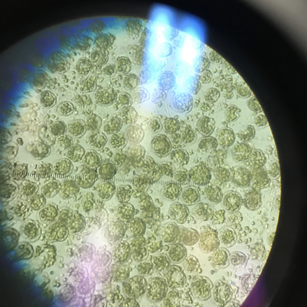 Microscopic view of a dense <i>Karenia mikimotoi</i> bloom in Portland Harbor. Image captured by Katherine Hubbard, Florida Fish and Wildlife Conservation Commission
