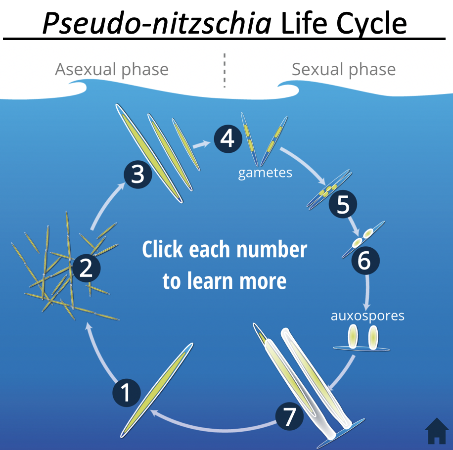 <i>Pseudo-nitzschia</i> life cycle includes both sexual and asexual phases. Click on the image to learn more.