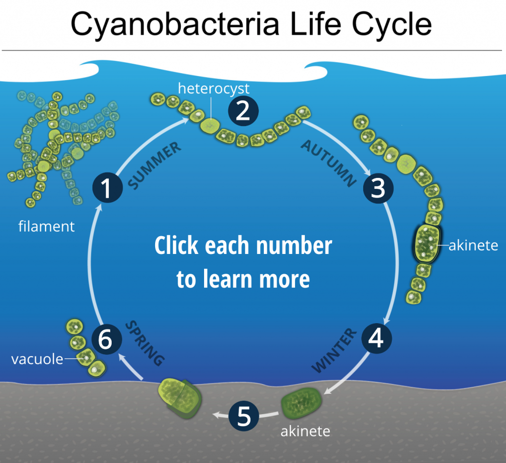 CyanoHABs - Northeast HAB