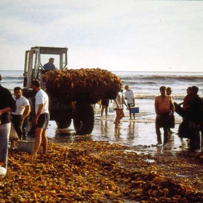 anoxic_ceratium_bloom_rock_lobster_s_africa_2000_tons_50million_dollars-g_pitcher_600_84137